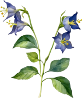 AI generated Nightshade Flowers, Close-up painting of Nightshade Flowers. png