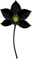 ai generado hierba mora flores, de cerca pintura de hierba mora flores png