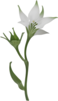 ai generiert Nachtschatten Blumen, Nahansicht Gemälde von Nachtschatten Blumen. png