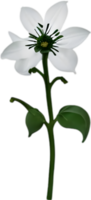 ai generado hierba mora flores, de cerca pintura de hierba mora flores png