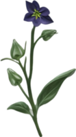 AI generated Nightshade Flowers, Close-up painting of Nightshade Flowers. png