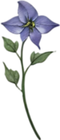 ai generado hierba mora flores, de cerca pintura de hierba mora flores png