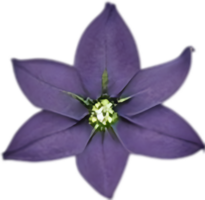 AI generated Nightshade Flowers, Close-up painting of Nightshade Flowers. png