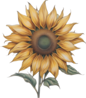 AI generated Sunflower icon, a close-up painting of a Sunflower. png