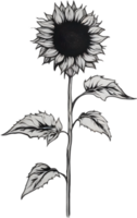 AI generated Sunflower icon, a close-up painting of a Sunflower. png