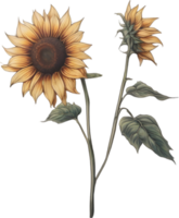 AI generated Sunflower icon, a close-up painting of a Sunflower. png