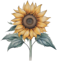 AI generated Sunflower icon, a close-up painting of a Sunflower. png