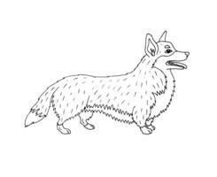 Vector hand drawn doodle sketch corgi dog