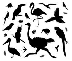 Vector set bundle of hand drawn tropical wild bird silhouette