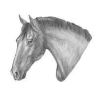 Graphic vector illustration of a portrait of horse in black and gray color isolated on a white background. Handmade.