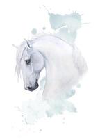 Watercolor delicate vector illustration of a white horse with watercolor blue splashes and pythons on the background. Handmade card, poster, print, sticker