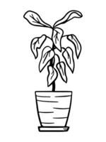 Doodle potted plant. Vector outline icon. Decorative potted house ficus sketch illustration for print, web, mobile and infographics isolated on white background.