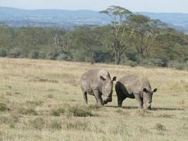 amplio boca blanco rinoceronte masai mara foto