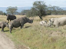 amplio boca blanco rinoceronte masai mara foto