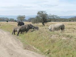 Wide mouth  white  rhinoceros Maasai Mara photo