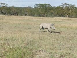 amplio boca blanco rinoceronte masai mara foto