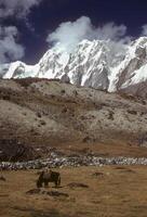 Yak grazing below Chyungma Pass photo