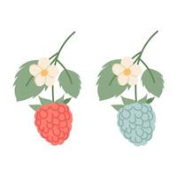 Set of vector illustrations of berries. Raspberry branch and blackberry branch in flat style. Blooming twig with berries.