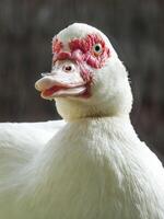 Cairina moschata White Duck Background photo