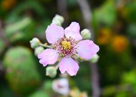 Rubus ulmifolius called blackberry photo