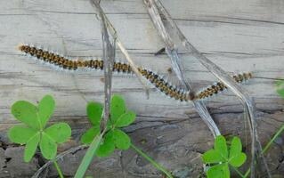 The pine processionary Thaumetopoea pityocampa photo