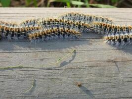 The pine processionary Thaumetopoea pityocampa photo