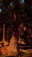 Warm tones of the setting sun on the sequoia grove video