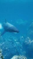 big white shark cruising past the coral reef video