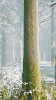 forêt magique de décembre avec la lumière des rayons du soleil video