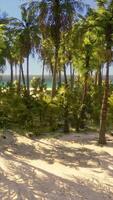 vue sur une belle plage tropicale avec des palmiers autour video