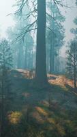 pino foresta con il ultimo di il sole splendente attraverso il alberi video