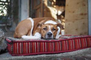 Brown and white dog rests on a striped cushion with comfort photo