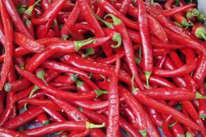 red hot pepper on white background photo