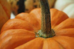 diferente tipos de mini calabazas color antecedentes foto