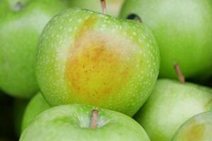 green rotten apple on white background photo