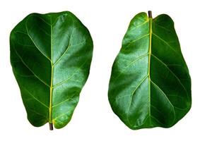 Fiddle leaf fig on white background photo