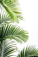 AI generated palm leaves with space on white background photo