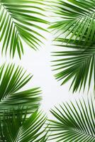 AI generated palm leaves with space on white background photo