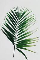 AI generated palm leaves with space on white background photo