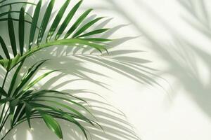 AI generated palm leaves with space on white background photo