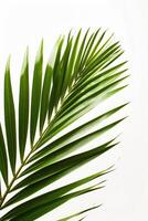 AI generated palm leaves with space on white background photo