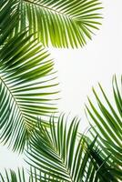 AI generated palm leaves with space on white background photo