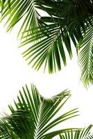 AI generated palm leaves with space on white background photo
