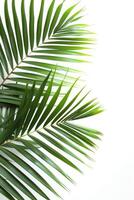 AI generated palm leaves with space on white background photo