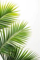 AI generated palm leaves with space on white background photo
