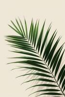 AI generated palm leaves with space on white background photo