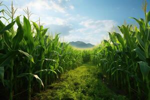 AI generated green corn field in the morning photo