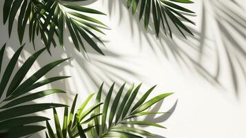 AI generated palm leaves with space on white background photo