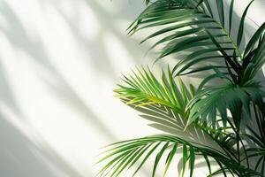 AI generated palm leaves with space on white background photo