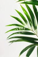 AI generated palm leaves with space on white background photo